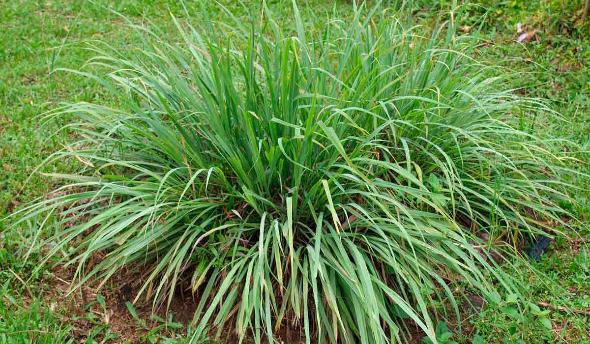 Capim Santo (Cymbopogon citratus)