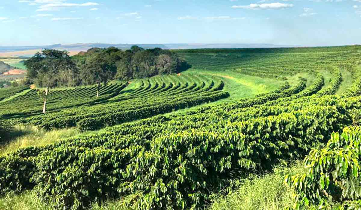 Cafezal da São Mateus Agropecuária