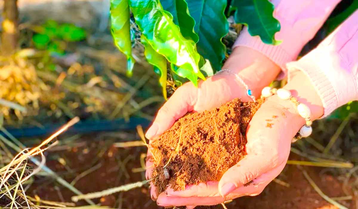 Produção cafeeira gerenciada por mulheres