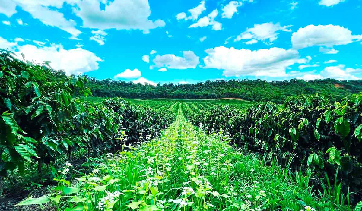 Plantas de cobertura de solo transformaram a paisagem. Trigo mourisco florido e solo totalmente coberto