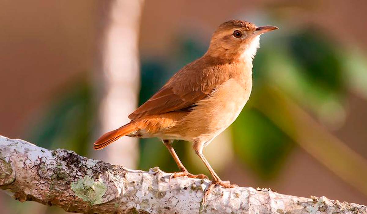 João de barro (Furnarius rufus)