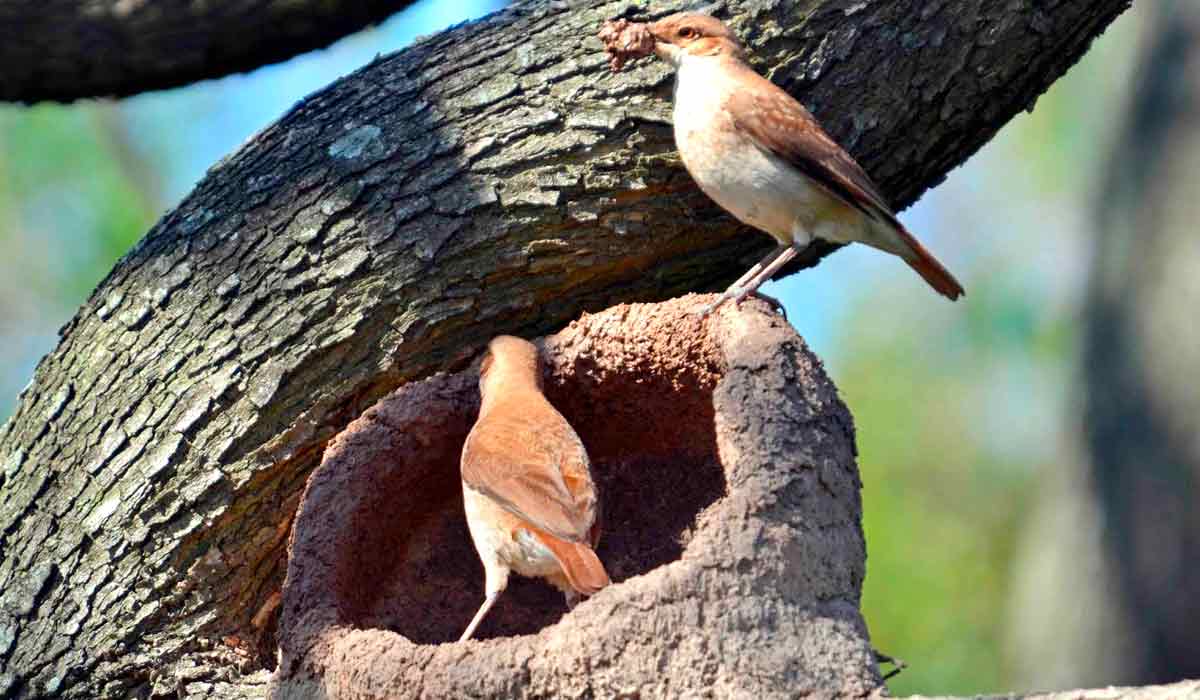 Casal construindo o ninho