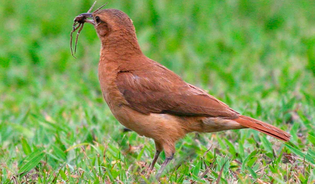 Pássaro caminhando na grama capturando uma aranha