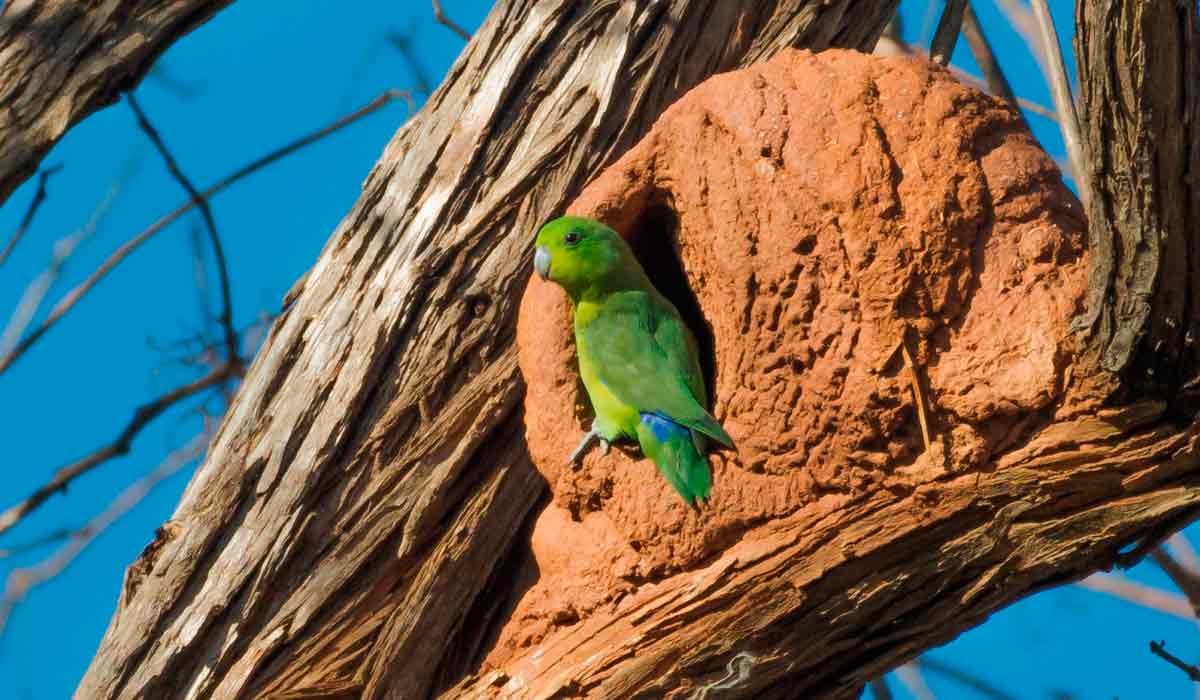 Tuim (Forpus xanthopterygius) ocupando um ninho abandonado de joão-de-barro - Foto: José Silverio Lemos