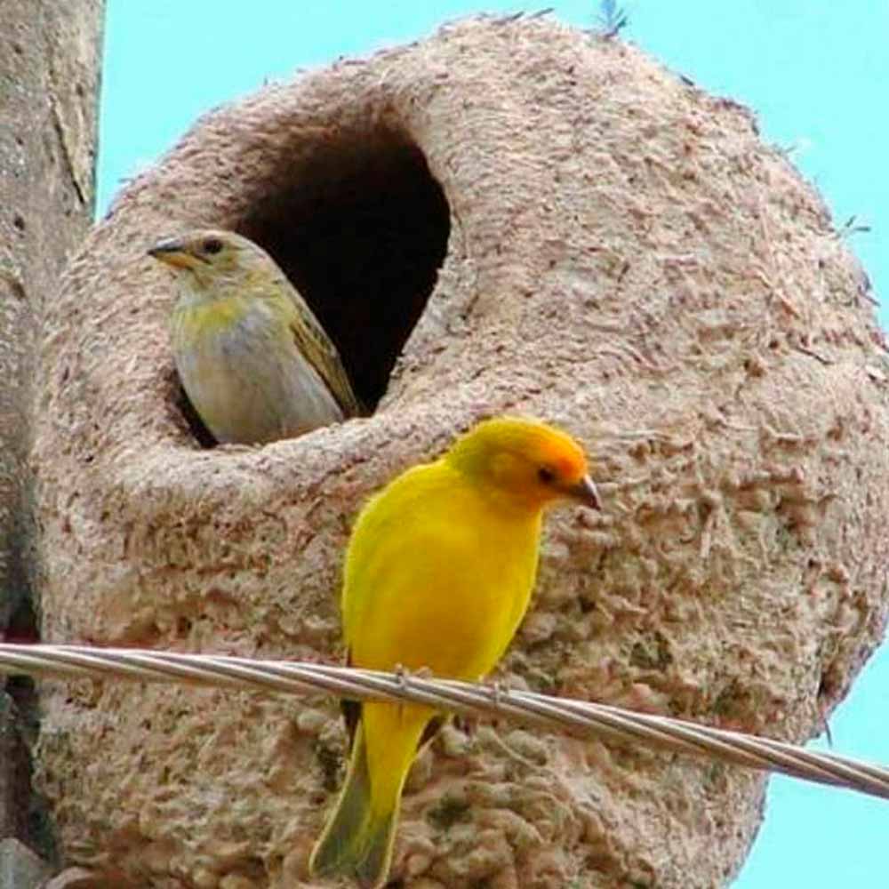 Casal de canários da terra ocupando ninho de joão de barro