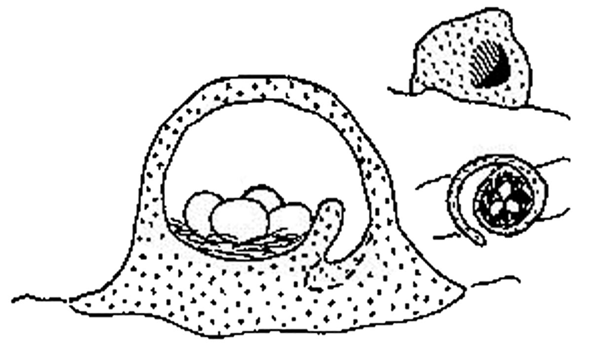 Ilustração do ninho de joão de barro