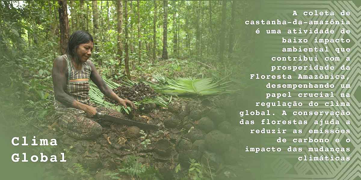 A coleta de castanha é uma atividade de baixo impacto ambiental que contribui com a prosperidade da Floresta Amazônica