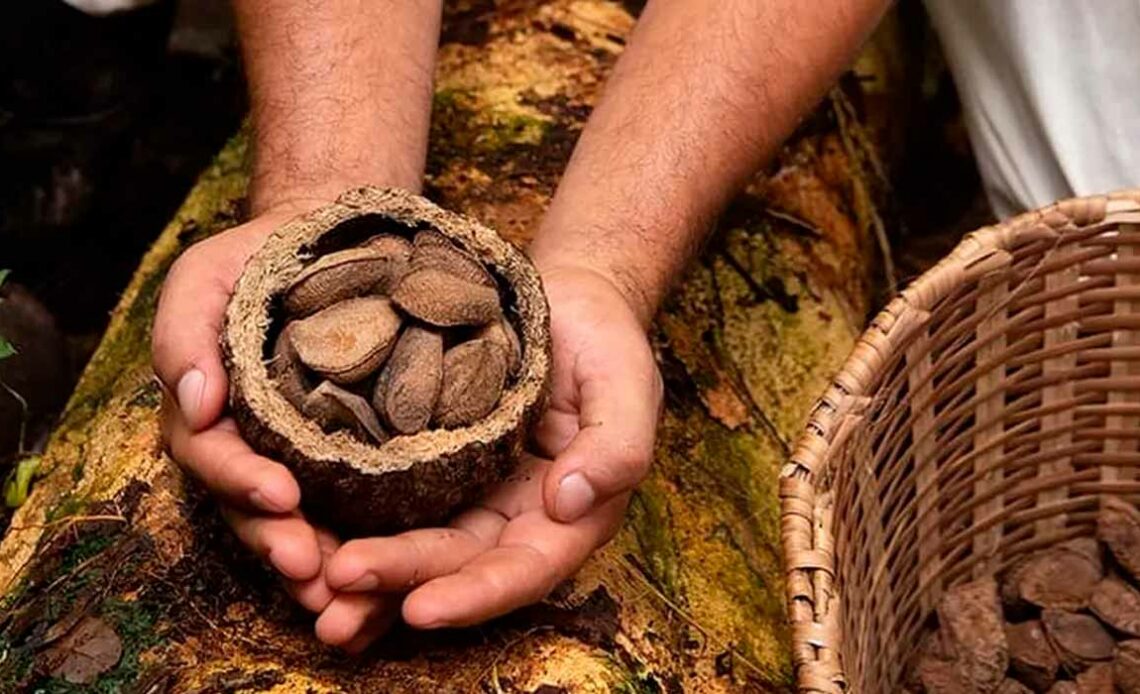 Castanha, fruto da castanheira (Bertholletia excelsa)