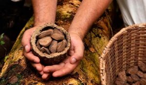 Castanha, fruto da castanheira (Bertholletia excelsa)