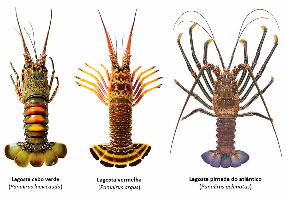 Espécies de lagostas no defeso