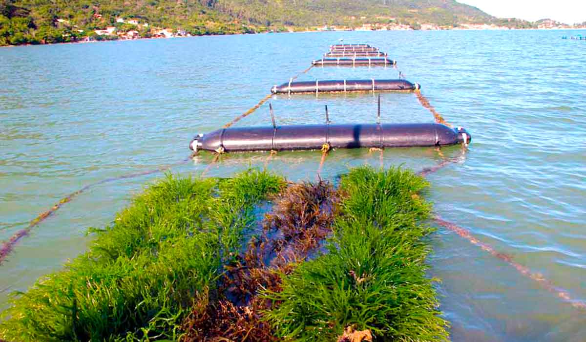 Em 2021/22, Santa Catarina colheu 102,3 toneladas em sua primeira safra comercial de macroalgas