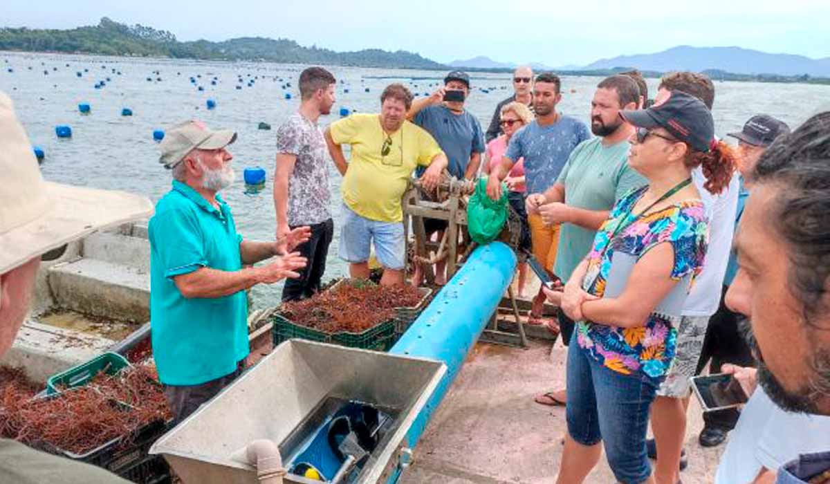 A Epagri capacita maricultores interessados em produzir a macroalga no litoral catarinense