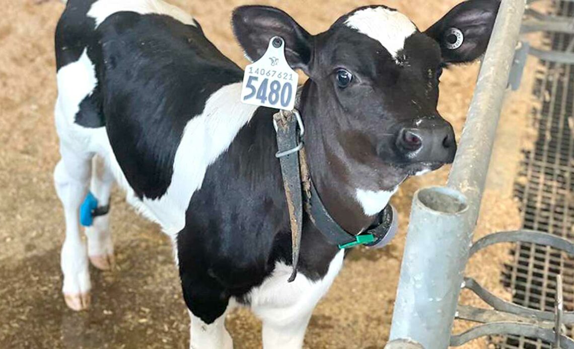 Bezerro holandês que fez parte do estudo com pedômetro na perna traseira - Foto - Melissa Cantor, professora assistente de ciência de laticínios de precisão na Penn State