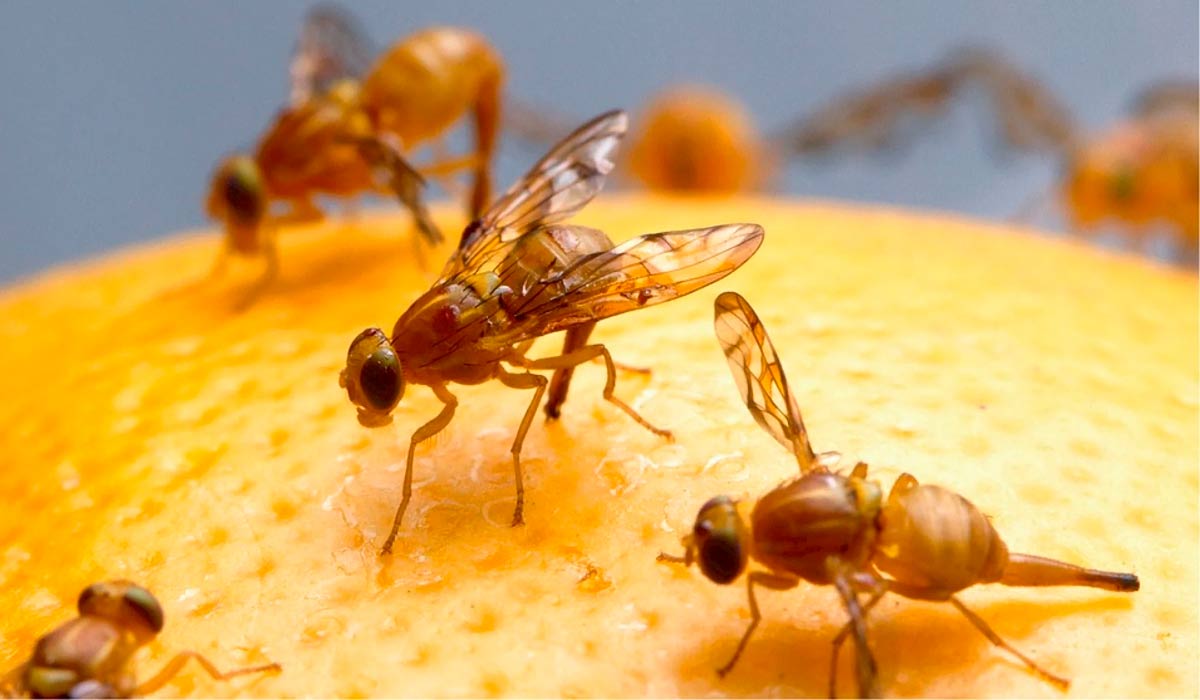 Mosca-das-frutas sul-americana (Anastrepha fraterculus) Mosca-das-frutas sul-americana (Anastrepha fraterculus)