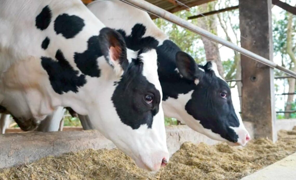 Vacas leiteiras no cocho