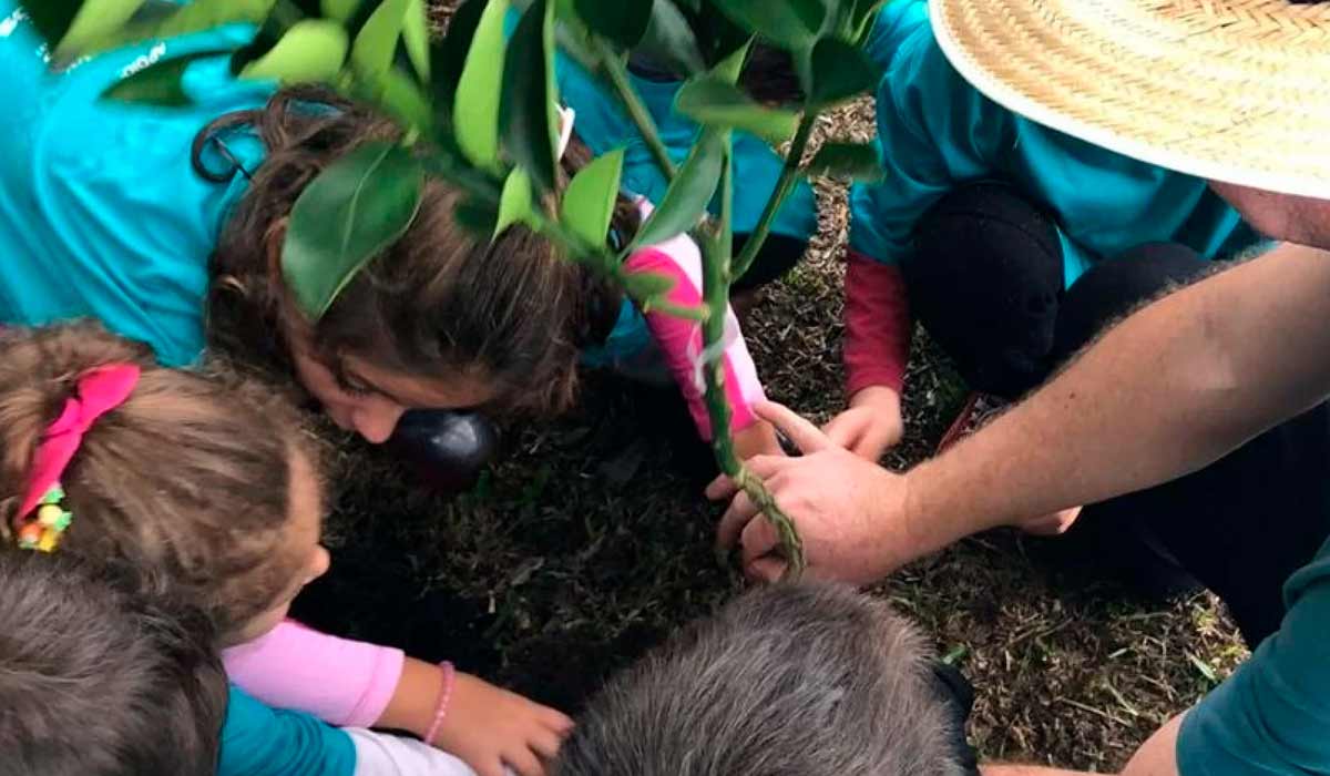 Projeto de plantio de mudas florestais