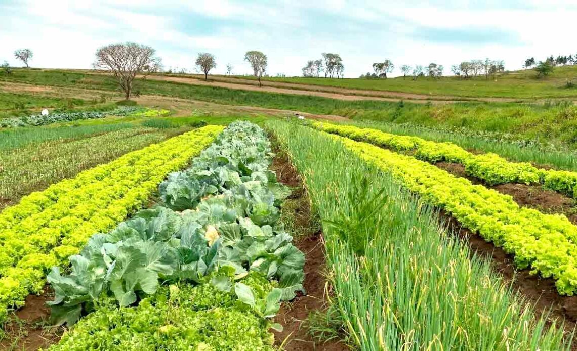 Produção agrícola do quilombo Cafundó