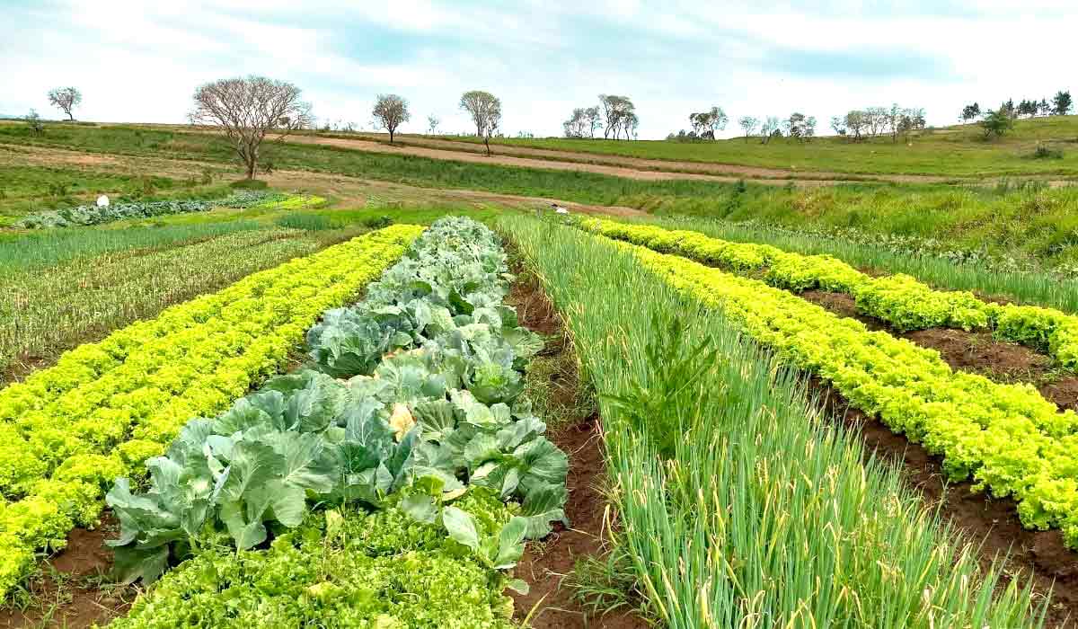 Produção agrícola do quilombo Cafundó