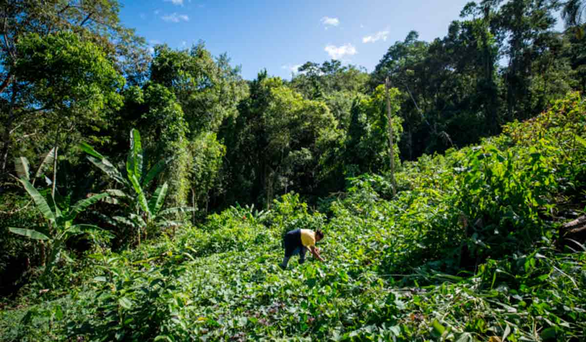 Agricultura no Quilombo Nhunguara, no Vale do Ribeira - Foto: Fellipe Abreu