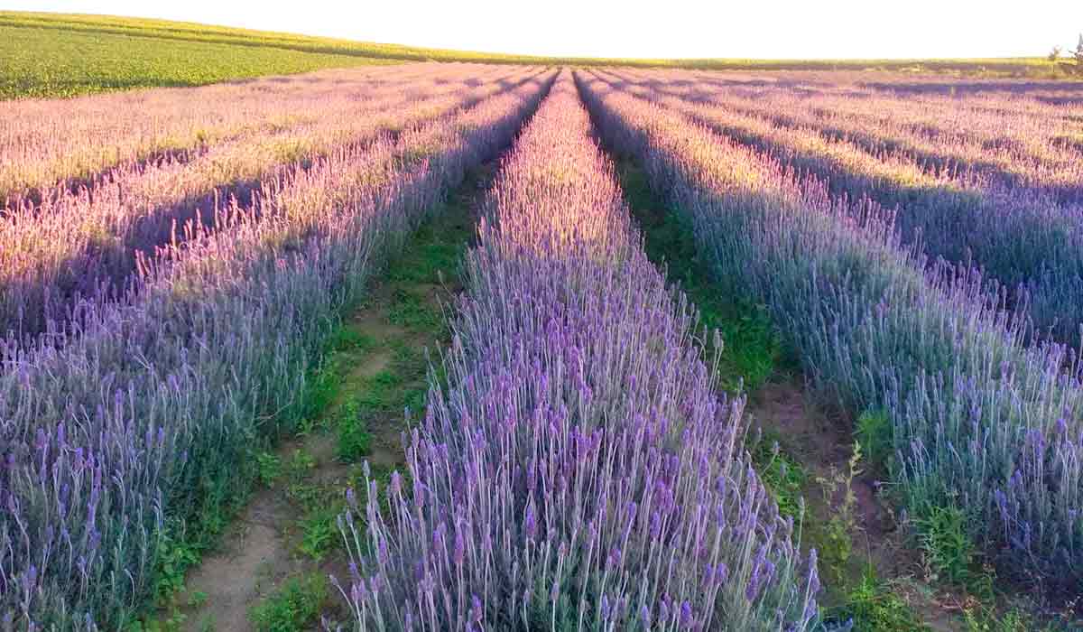 Plantio de lavanda