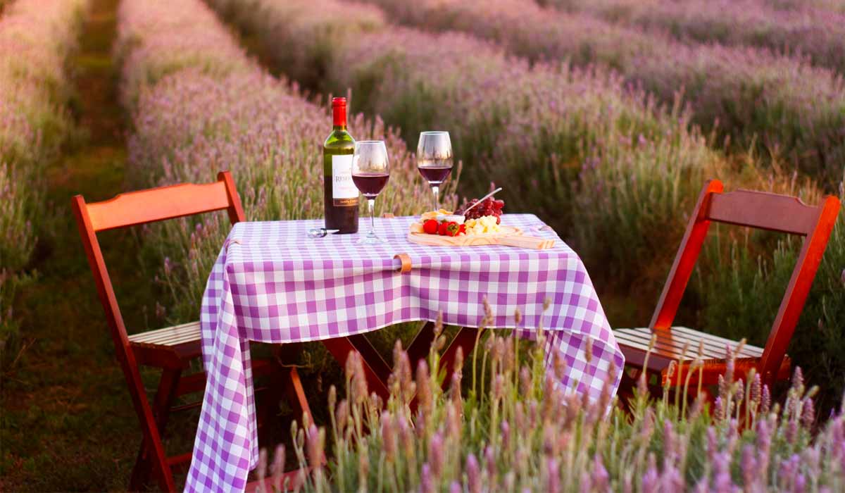 Picnic no campo de lavanda