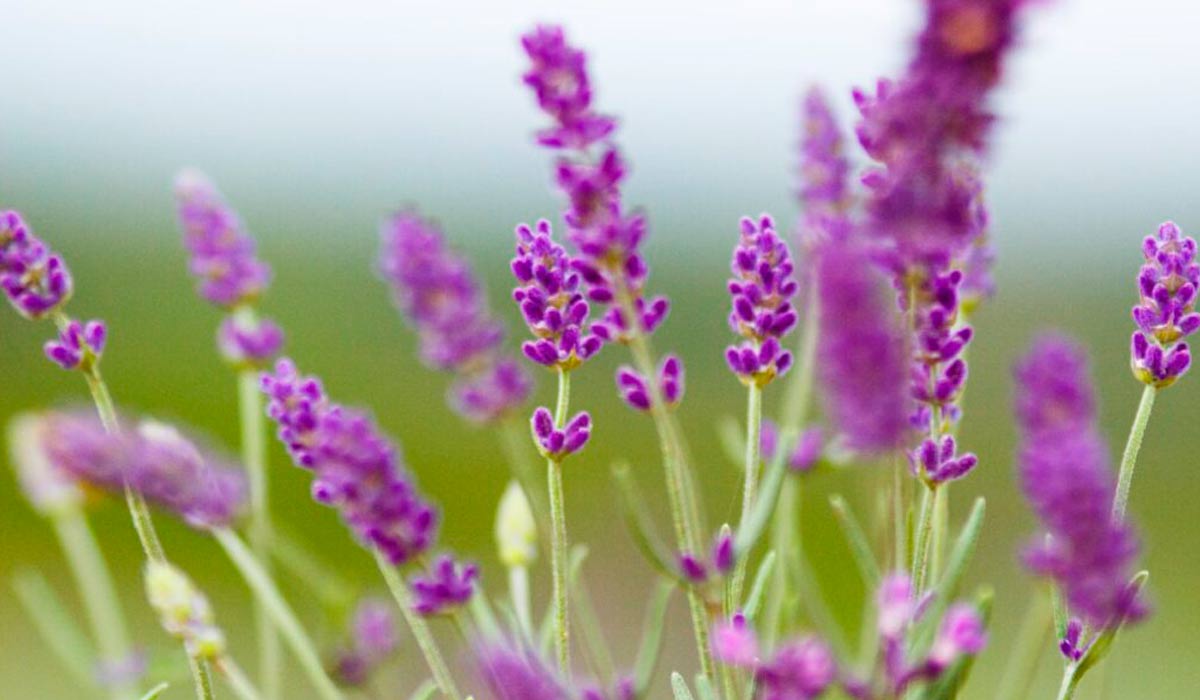 Lavanda