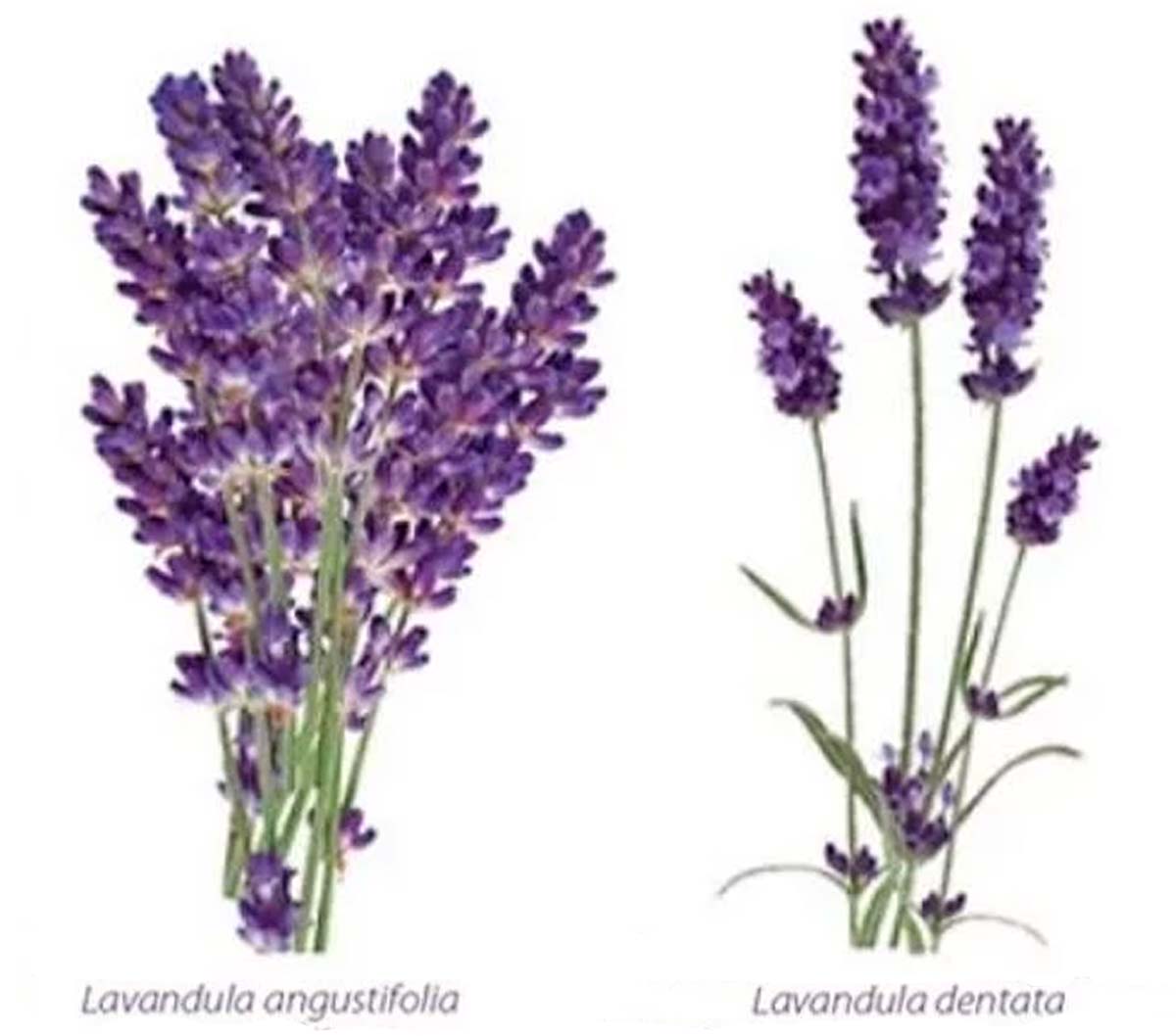 Lavanda verdadeira (Lavandula angustifolia) e lavanda francesa (Lavandula dentata)