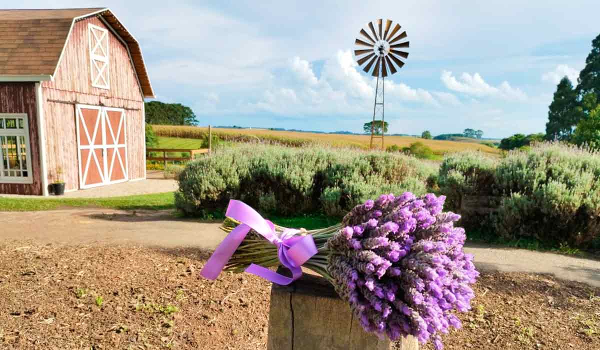 Bouquet de lavanda na Santa lavanda, Londrina-PR