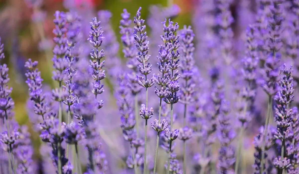 Lavanda