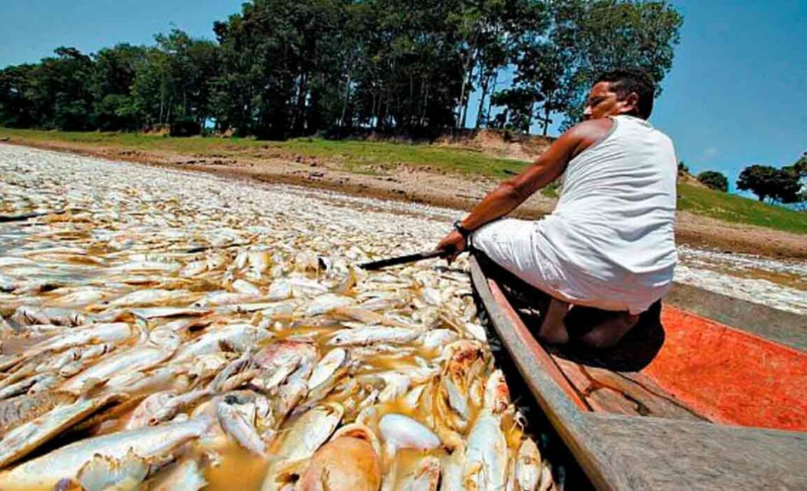 Pescador e peixes mortos pela seca