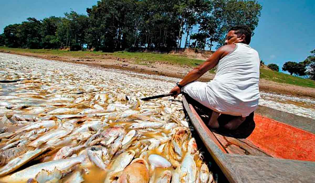Pescador e peixes mortos pela seca