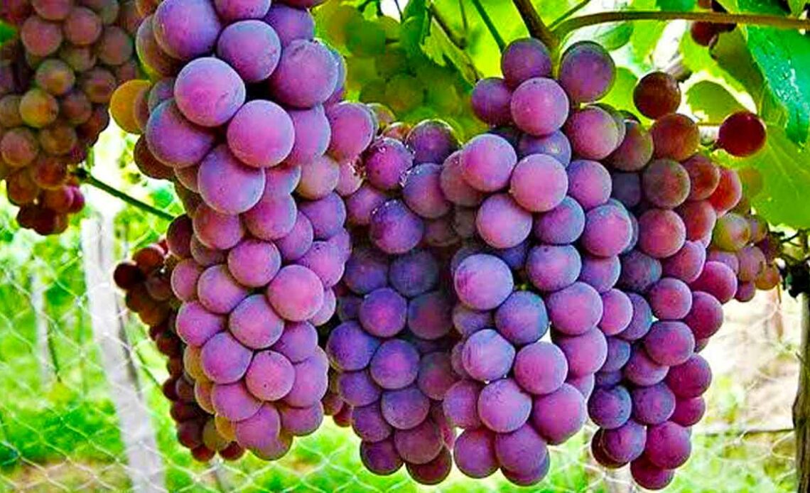 Cachos de uvas na parreira