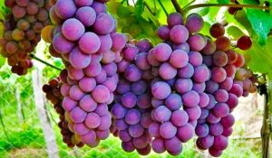 Cachos de uvas na parreira