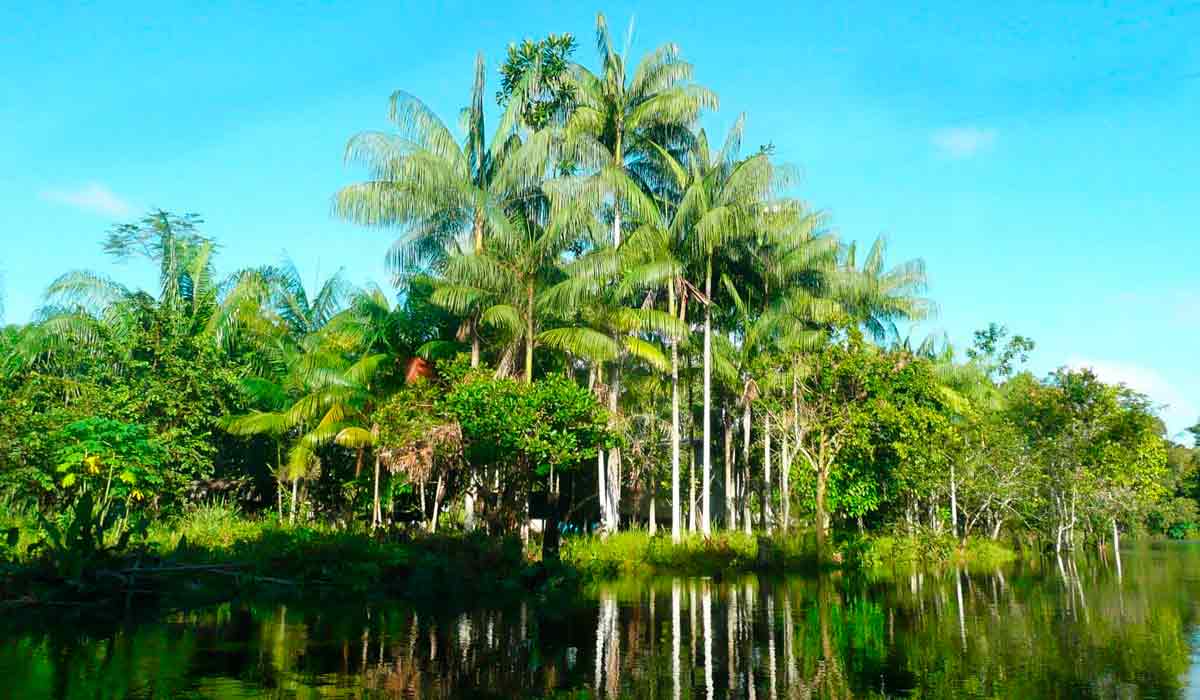 Açaizeiros da espécie Euterpe precatoria nas margem de um rio amazônico