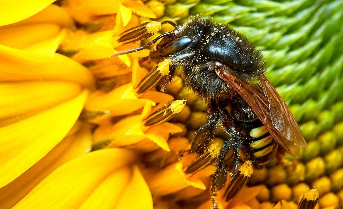 Abelha Mandaçaia (Melipona quadrifasciata) em inflorescência de girassol (Helianthus annuus) - Foto: Fabiano Zacarias Pedro