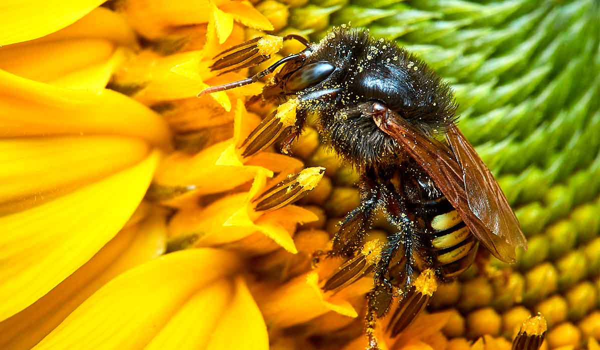 Abelha Mandaçaia (Melipona quadrifasciata) em inflorescência de girassol (Helianthus annuus) - Foto: Fabiano Zacarias Pedro