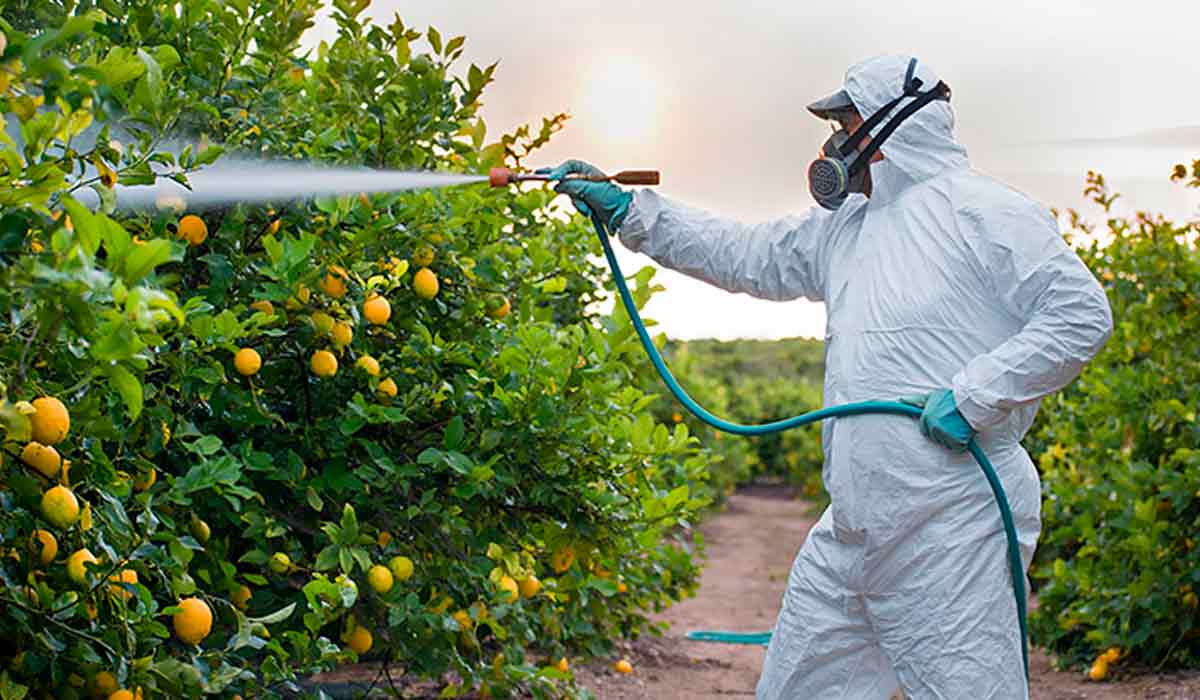 Produtor pulverizando um pomar de laranjas