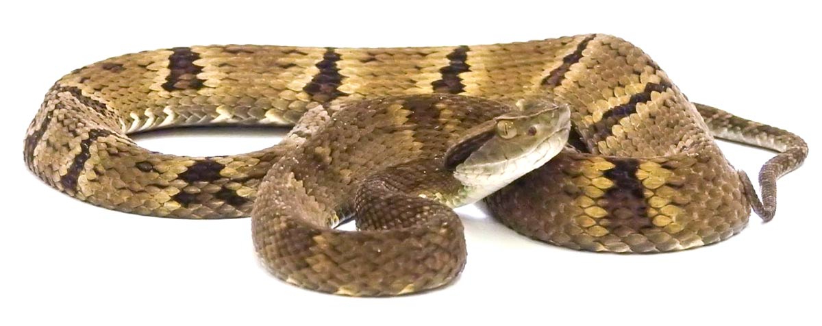 Jararaca (Bothrops jararaca)