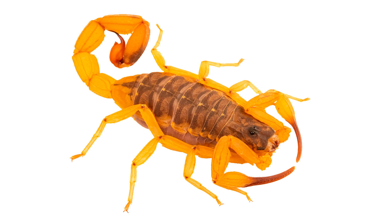 Escorpião amarelo (Tityus serrulatus)