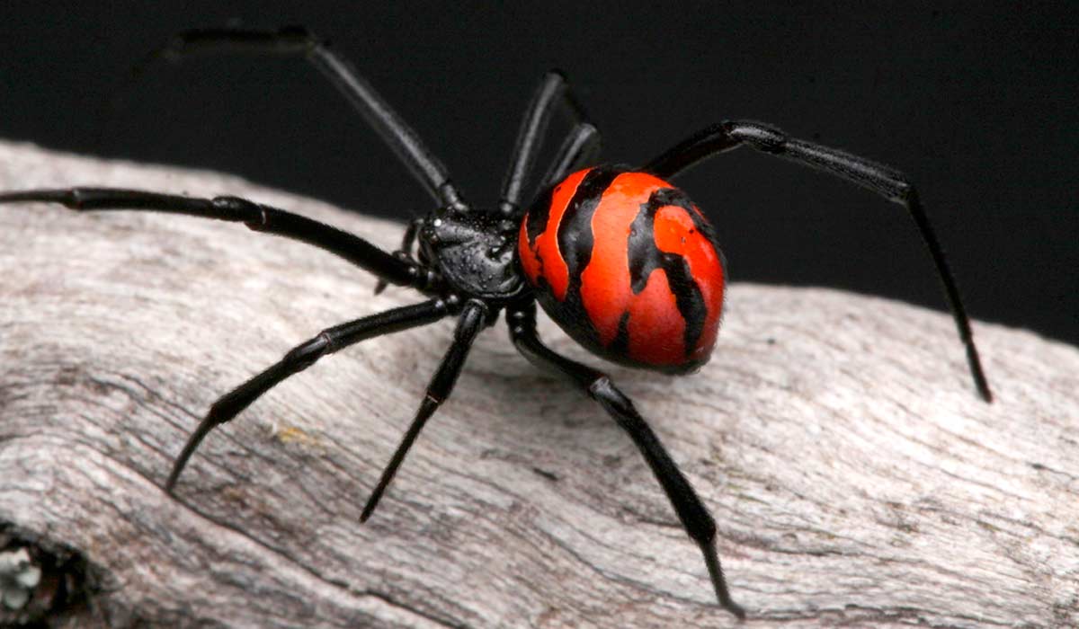 Viúva-negra (Flamenguinha) (Latrodectus curacaviensis)