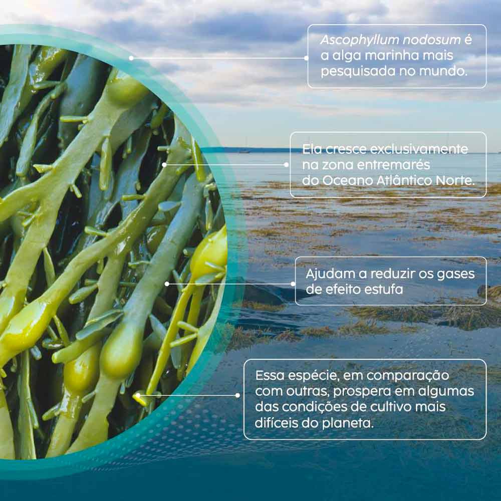 Características da alga Ascophyllum nodosum