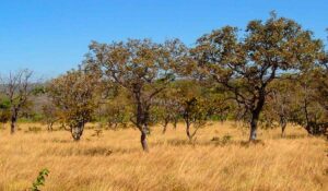 Cerrado