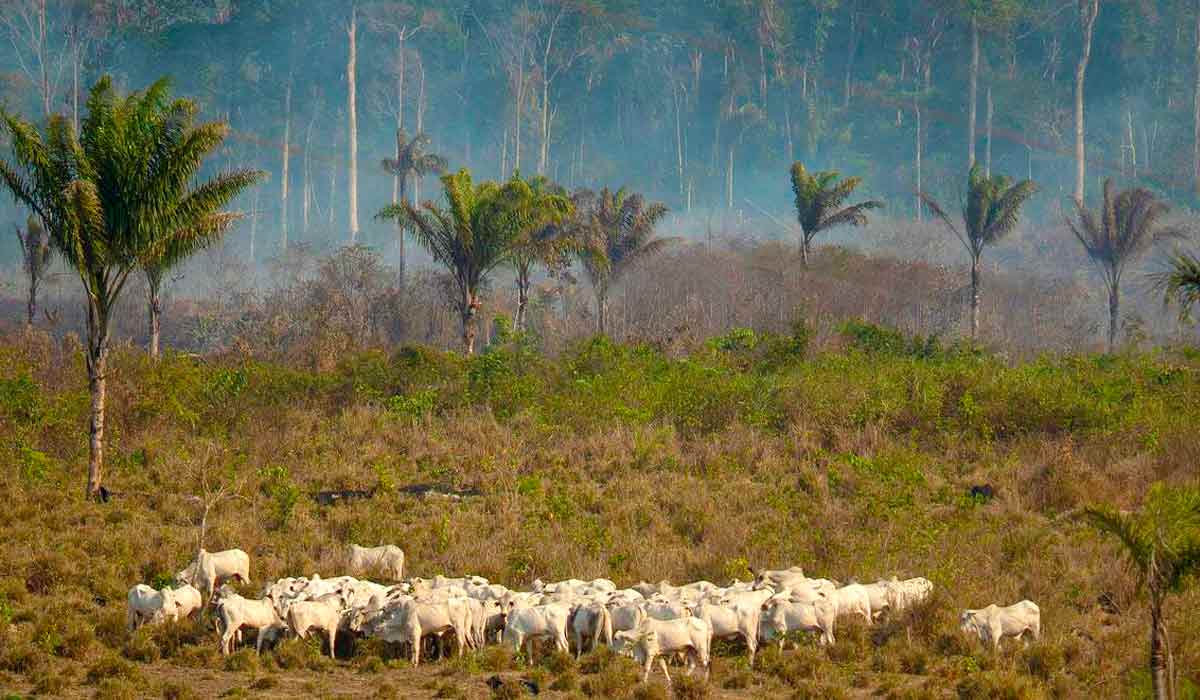 Desmatamento seguido de queimada para aumentar área de pastagem na amazônia