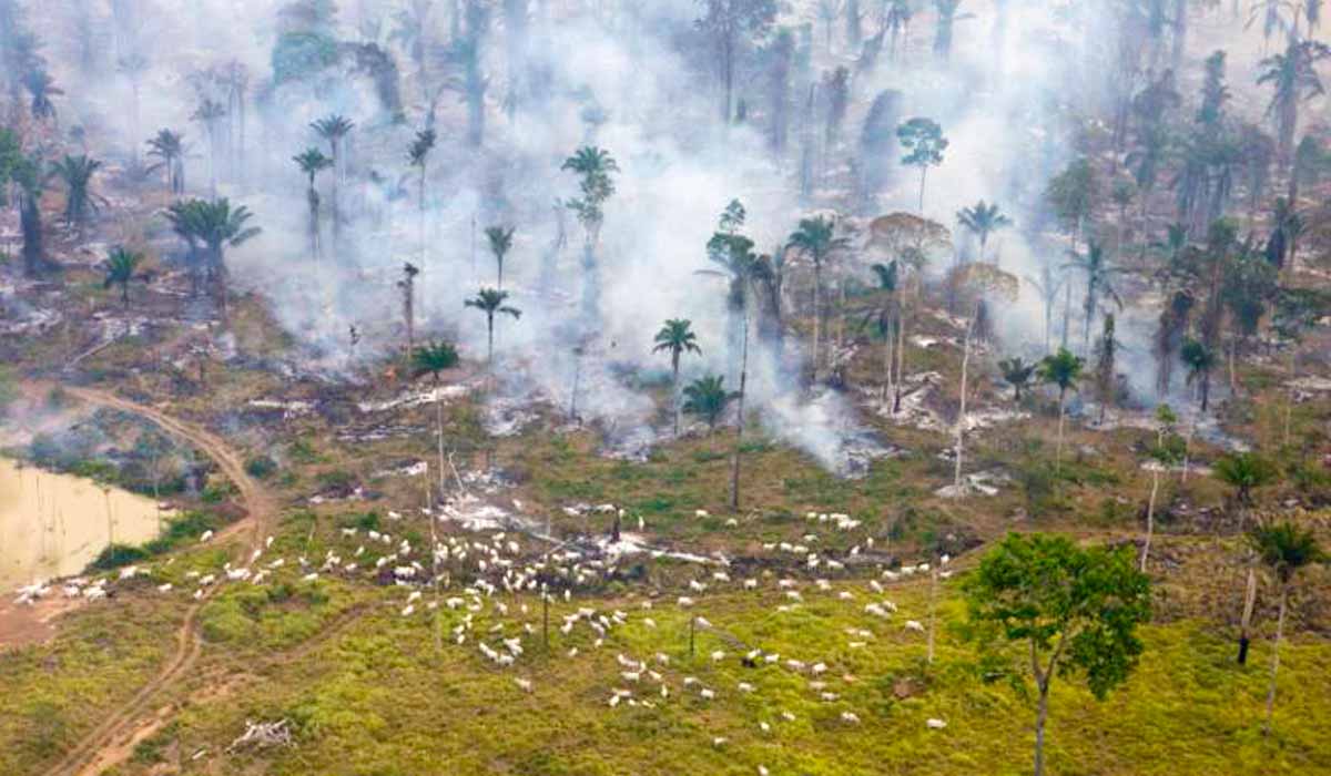 Nova área de desmatamento com queimada ao lado de pastagem já formada com gado pastando