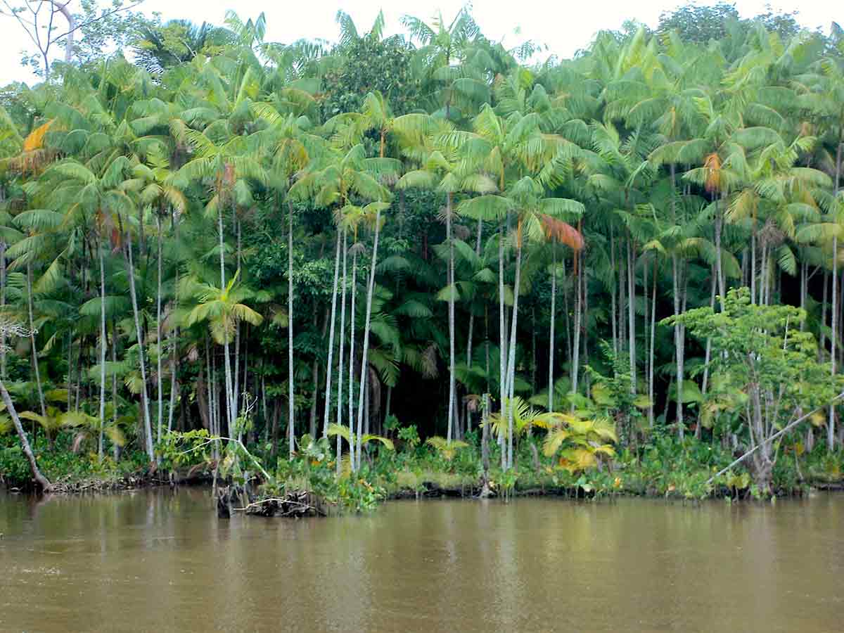 Demanda global por açaí está destruindo as florestas de várzea da Amazônia. Plantação de açaí em área de floresta de várzea - Foto: Madson Freitas