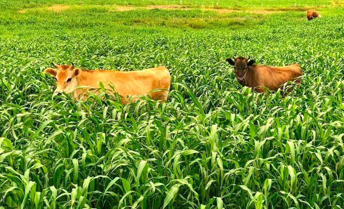 Animais pastando em capim-sudão BRS Estribo