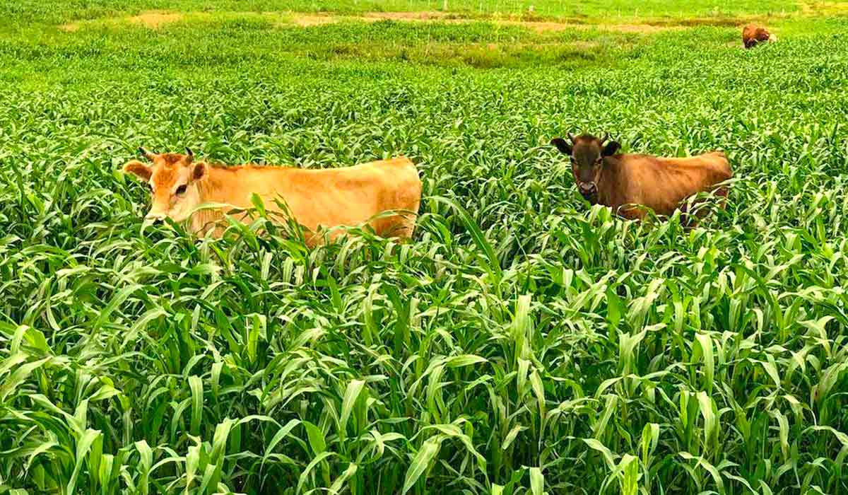 Animais pastando em capim-sudão BRS Estribo