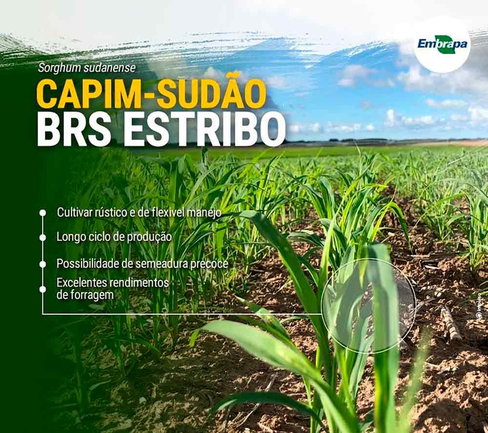 Características do capim-sudão BRS Estribo