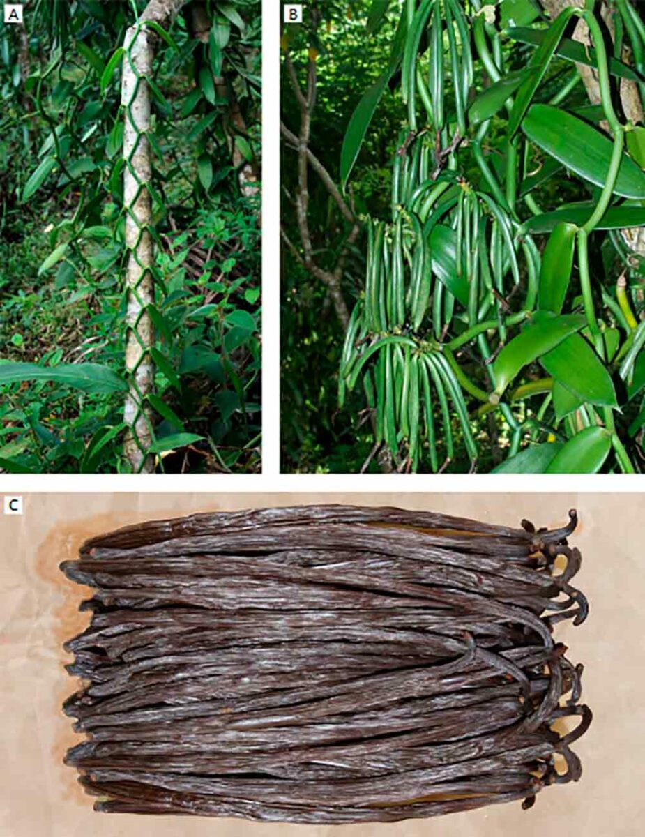 Planta trepadeira de Vanilla planifolia (A); frutos imaturos (B); frutos curados (C)