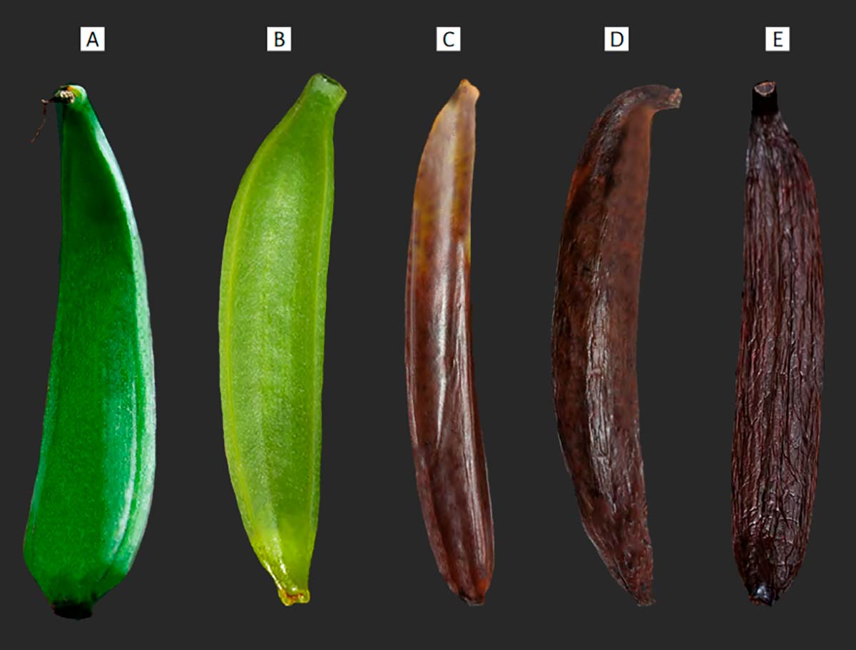 Fruto imaturo de baunilha com cerca de 5 meses de desenvolvimento (A); fruto
no ponto de colheita, com aproximadamente 9-10 meses de desenvolvimento (B); fruto no
primeiro estágio de cura (C); fruto no segundo estágio de cura (D); fruto no estágio final de
cura (E). Observe a mudança na coloração e grau de desidratação.